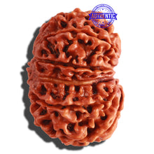 Load image into Gallery viewer, 11 Mukhi Nepalese Rudraksha - Bead No. 155