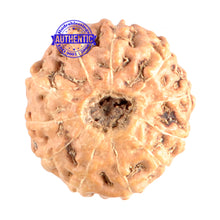 Load image into Gallery viewer, 11 Mukhi Indonesian Rudraksha - Bead No. 155
