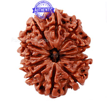 Load image into Gallery viewer, 11 Mukhi Nepalese Rudraksha - Bead No. 159