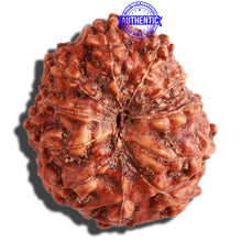 Load image into Gallery viewer, 11 Mukhi Indonesian Rudraksha - Bead No. 177