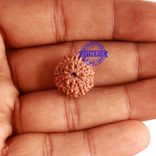 Load image into Gallery viewer, 11 Mukhi Indonesian Rudraksha - Bead No. 178