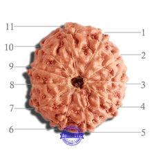 Load image into Gallery viewer, 11 Mukhi Indonesian Rudraksha - Bead No. 178
