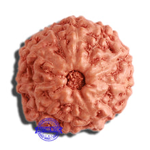 Load image into Gallery viewer, 11 Mukhi Indonesian Rudraksha - Bead No. 180
