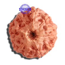 Load image into Gallery viewer, 11 Mukhi Indonesian Rudraksha - Bead No. 180