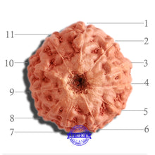 Load image into Gallery viewer, 11 Mukhi Indonesian Rudraksha - Bead No. 180