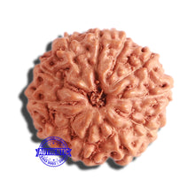 Load image into Gallery viewer, 11 Mukhi Indonesian Rudraksha - Bead No. 181