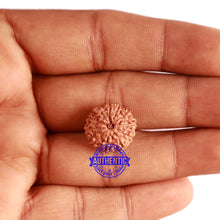 Load image into Gallery viewer, 11 Mukhi Indonesian Rudraksha - Bead No. 181