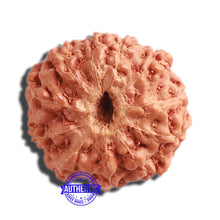 Load image into Gallery viewer, 11 Mukhi Indonesian Rudraksha - Bead No. 181
