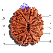 Load image into Gallery viewer, 11 Mukhi Nepalese Rudraksha - Bead No. 192