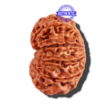 Load image into Gallery viewer, 11 Mukhi Nepalese Rudraksha - Bead No. 192