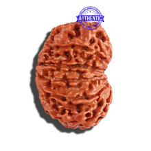 Load image into Gallery viewer, 11 Mukhi Nepalese Rudraksha - Bead No. 192