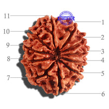 Load image into Gallery viewer, 11 Mukhi Nepalese Rudraksha - Bead No. 193