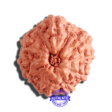 Load image into Gallery viewer, 11 Mukhi Indonesian Rudraksha - Bead No. 194