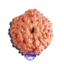 Load image into Gallery viewer, 11 Mukhi Indonesian Rudraksha - Bead No. 194