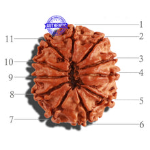Load image into Gallery viewer, 11 Mukhi Nepalese Rudraksha - Bead No. 194