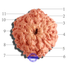 Load image into Gallery viewer, 11 Mukhi Indonesian Rudraksha - Bead No. 194