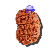 Load image into Gallery viewer, 11 Mukhi Nepalese Rudraksha - Bead No. 194