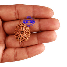 Load image into Gallery viewer, 11 Mukhi Nepalese Rudraksha - Bead No. 195