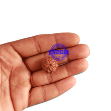 Load image into Gallery viewer, 11 Mukhi Indonesian Rudraksha - Bead No. 196