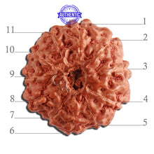 Load image into Gallery viewer, 11 Mukhi Indonesian Rudraksha - Bead No. 196