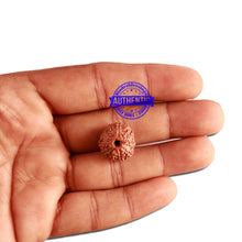 Load image into Gallery viewer, 11 Mukhi Indonesian Rudraksha - Bead No. 198