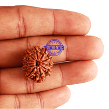 Load image into Gallery viewer, 11 Mukhi Nepalese Rudraksha - Bead No. 199