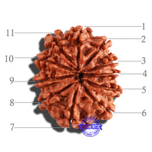 Load image into Gallery viewer, 11 Mukhi Nepalese Rudraksha - Bead No. 199