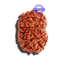 Load image into Gallery viewer, 11 Mukhi Nepalese Rudraksha - Bead No. 199