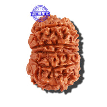 Load image into Gallery viewer, 11 Mukhi Nepalese Rudraksha - Bead No. 203