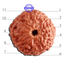 Load image into Gallery viewer, 11 Mukhi Indonesian Rudraksha - Bead No. 204