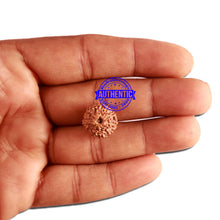 Load image into Gallery viewer, 11 Mukhi Indonesian Rudraksha - Bead No. 206