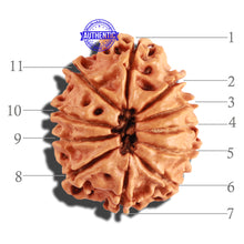 Load image into Gallery viewer, 11 Mukhi Nepalese Rudraksha - Bead No. 206