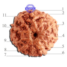 Load image into Gallery viewer, 11 Mukhi Indonesian Rudraksha - Bead No. 206