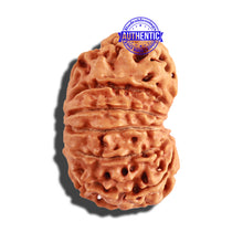 Load image into Gallery viewer, 11 Mukhi Nepalese Rudraksha - Bead No. 206