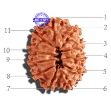 Load image into Gallery viewer, 11 Mukhi Nepalese Rudraksha - Bead No. 207