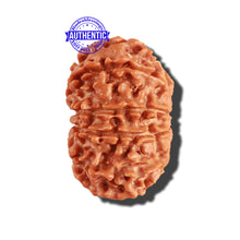Load image into Gallery viewer, 11 Mukhi Nepalese Rudraksha - Bead No. 207