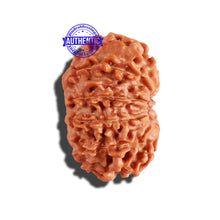 Load image into Gallery viewer, 11 Mukhi Nepalese Rudraksha - Bead No. 207