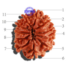 Load image into Gallery viewer, 11 Mukhi Nepalese Rudraksha - Bead No. 208