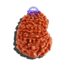Load image into Gallery viewer, 11 Mukhi Nepalese Rudraksha - Bead No. 208