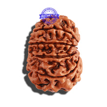 Load image into Gallery viewer, 11 Mukhi Nepalese Rudraksha - Bead No. 209