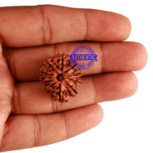 Load image into Gallery viewer, 11 Mukhi Nepalese Ganesha Rudraksha - Bead No. 210
