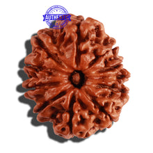 Load image into Gallery viewer, 11 Mukhi Nepalese Ganesha Rudraksha - Bead No. 210