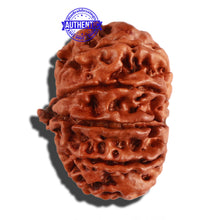 Load image into Gallery viewer, 11 Mukhi Nepalese Ganesha Rudraksha - Bead No. 210