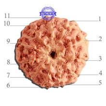 Load image into Gallery viewer, 11 Mukhi Indonesian Rudraksha - Bead No. 211