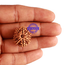 Load image into Gallery viewer, 11 Mukhi Nepalese Rudraksha - Bead No. 212