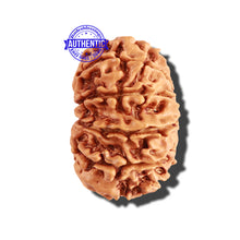 Load image into Gallery viewer, 11 Mukhi Nepalese Rudraksha - Bead No. 212