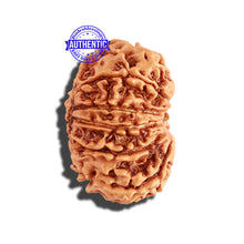 Load image into Gallery viewer, 11 Mukhi Nepalese Rudraksha - Bead No. 212
