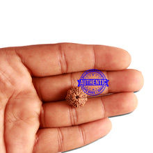 Load image into Gallery viewer, 11 Mukhi Indonesian Rudraksha - Bead No. 213