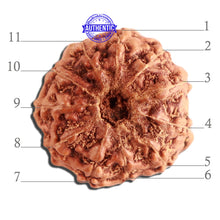 Load image into Gallery viewer, 11 Mukhi Indonesian Rudraksha - Bead No. 213