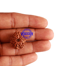 Load image into Gallery viewer, 11 Mukhi Nepalese Rudraksha - Bead No. 215